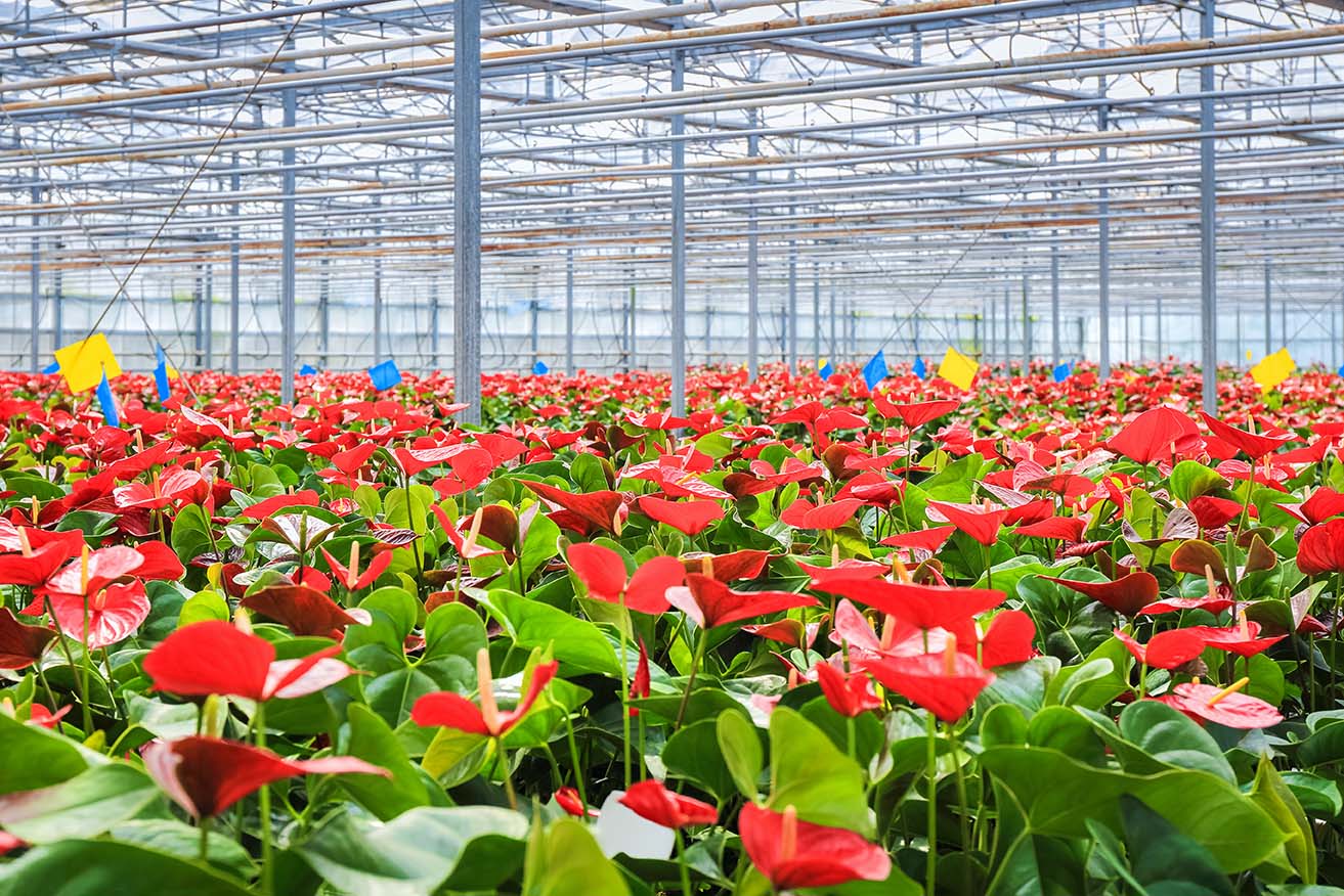 Plants benefit from coatings