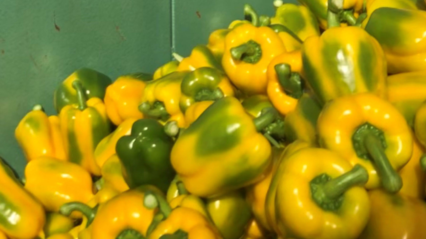 green yellow sweet peppers