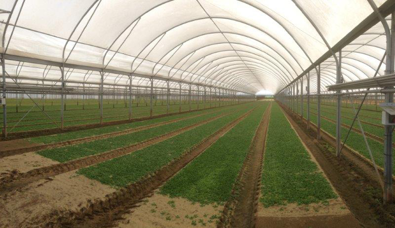 A lamb’s lettuce crop under large plastic greenhouses within Nantes area